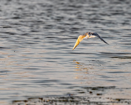 A River Tern flying over a lake