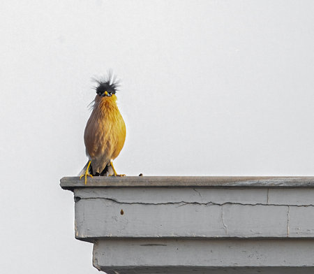 A Brahminy Starling_ Angry Bird