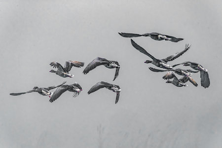 A Group of Grey goose in flight