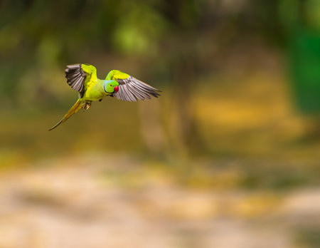 A rose ringed parakeet with horizontal wings