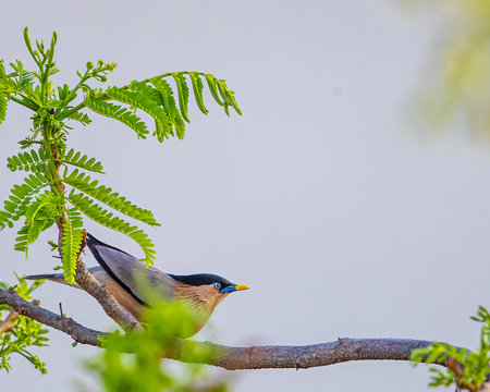 A Brahminy Starling ready to take offの写真素材