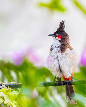 A Red Whiskered bulbul sitting on wireの写真素材