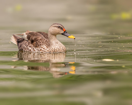 A Spot Billed Duck with food in its mouthの写真素材
