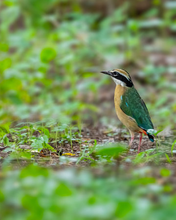 An Indian Pitta resting on a groundの写真素材