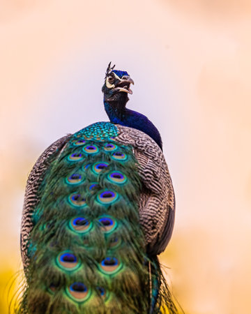 A Peacock looking back into Cameraの写真素材