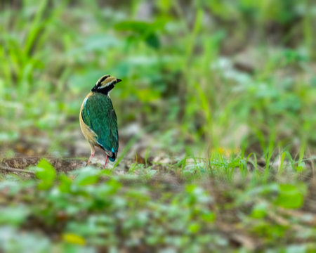 An Indian Pitta looking away while on ground
