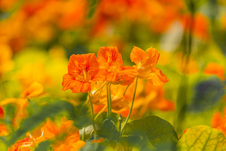 Close up of a nasturtium flowerの写真素材