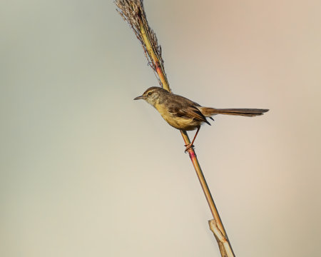 A Plain Prinia on a tree branchの写真素材