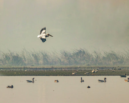 A pelican landing in a lakeの写真素材
