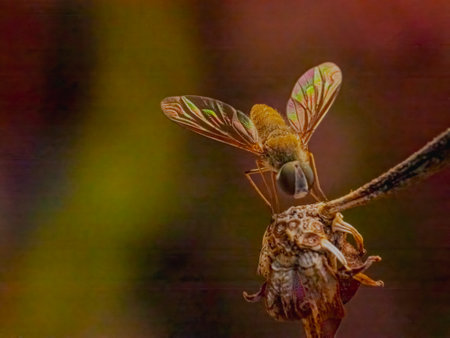 A Fly in golden hour