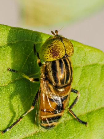 A hover fly on a leaf