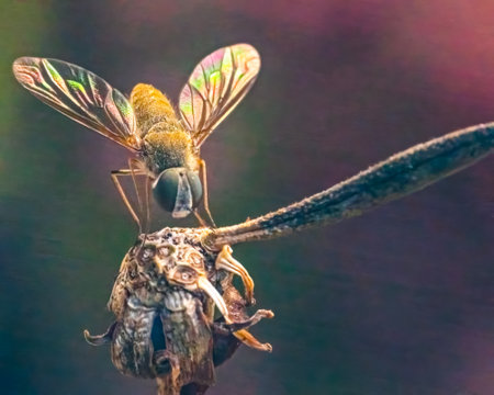 A fly resting on a dry branchの写真素材