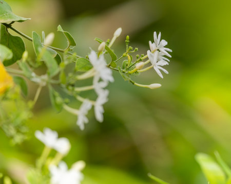White flower blooming in garden