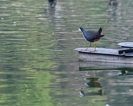 A White chested waterhen looking onto lakeの写真素材