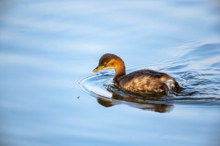 A Little Grebe swimming in lakeの写真素材