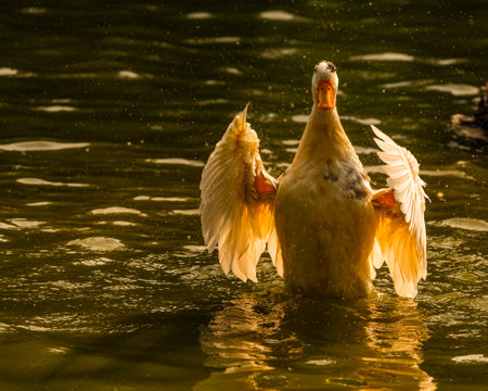 A White Duck drying its wingsの写真素材
