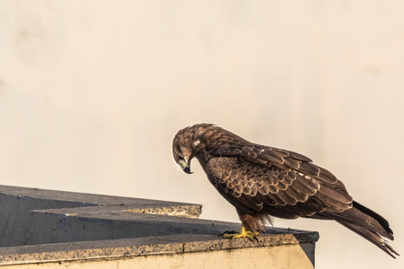 A Black kite resting on a wallの写真素材