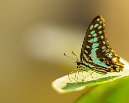 A Common Jay Butterfly on a leafの写真素材
