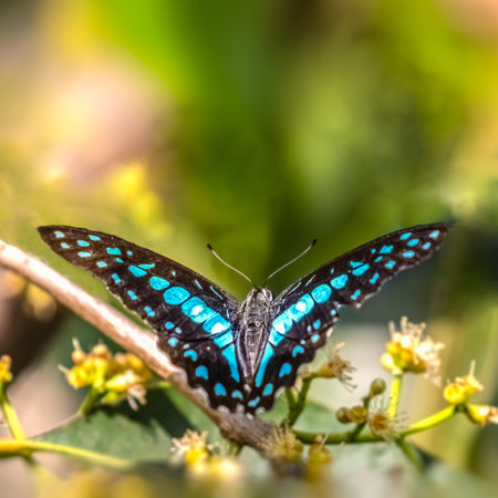 A Common Jay Butterfly with open wingsの写真素材