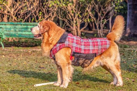 A Golden Retriever looking awayの写真素材