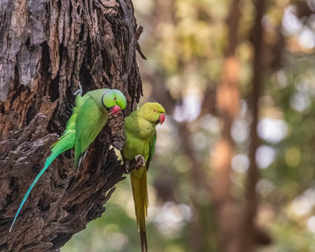 A pair of parakeet resting on its nests