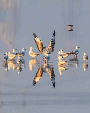 A Sea gull landing in a lakeの写真素材