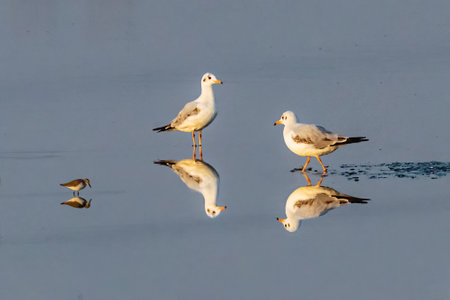 A pair of Sea gull in a lake