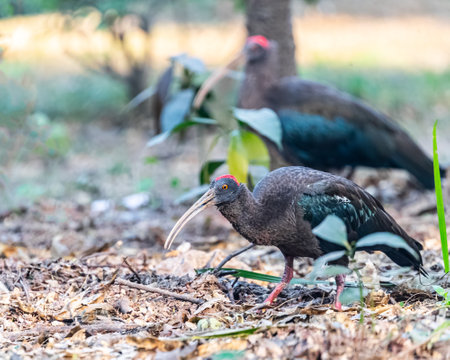 A couple of Rednaped Ibis looking for food