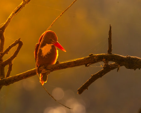 A White throated Kingfisher in golden lightの写真素材