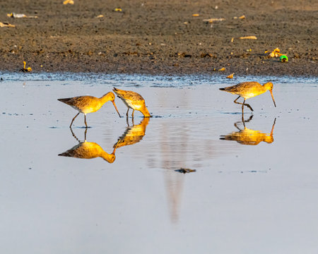Three Godwit in a lakeの写真素材