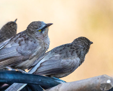 A jungle babbler close upの写真素材