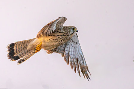 A kestrel with its wings openの写真素材