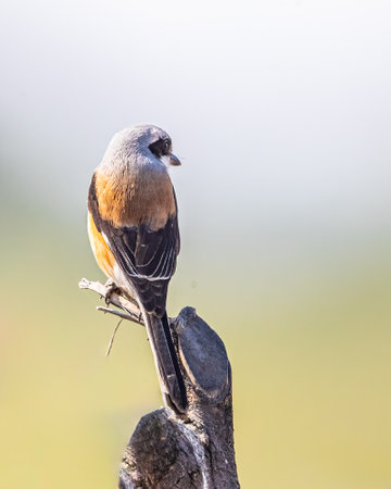 A Bay Backed Shrike looking downの写真素材