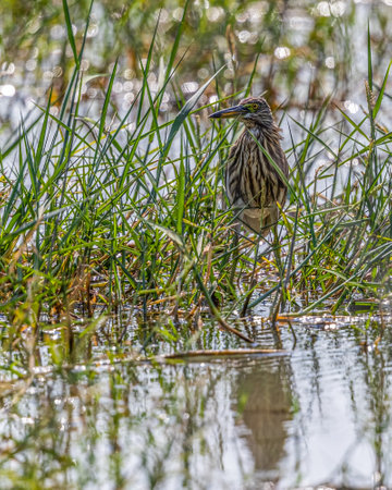 A Pond Heron near a lake