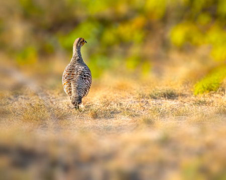A Grey Francolin roaming in a jungle