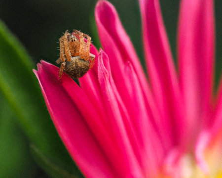 A Orb Weaver Spider on a pink flowerの写真素材