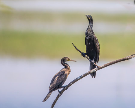 A Couple of Cormorant resting on a tree