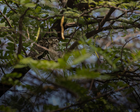 A Pair of Spotted Owl hidden in treeの写真素材