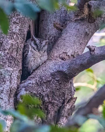 Adult Owl looking out from nestの写真素材