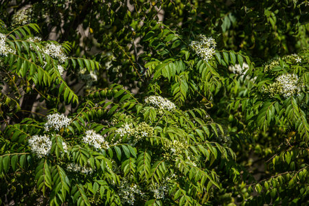A Bergera koenigii tree floweringの写真素材