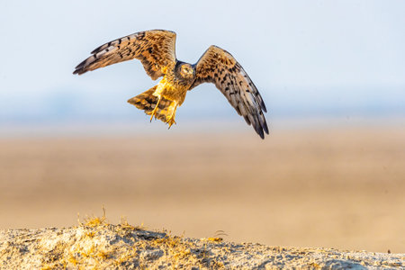A Montagu's Harrier in the process of landingの写真素材