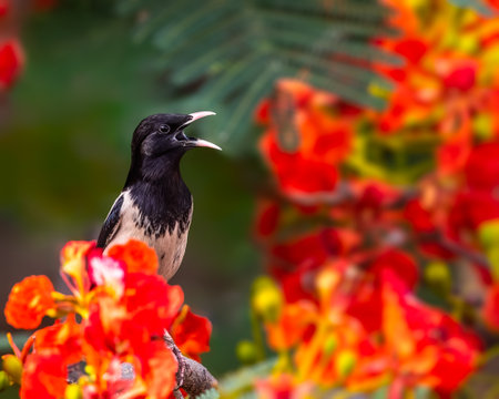 A Rosy Starling calling from a flower treeの写真素材