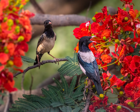 A Pair of Rosy Starlings among flowersの写真素材