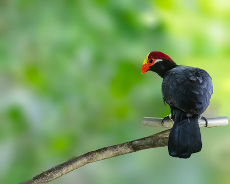 A Violet Turaco resting on a treeの写真素材