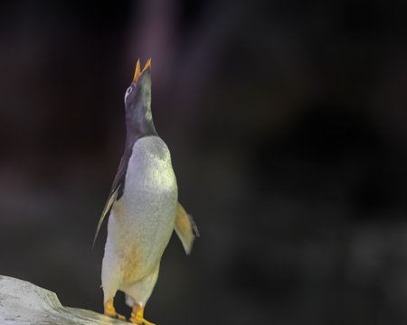 A Gentoo penguin looking up to light