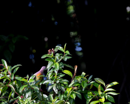 A Pink necked green pigeon resting on a treeの写真素材