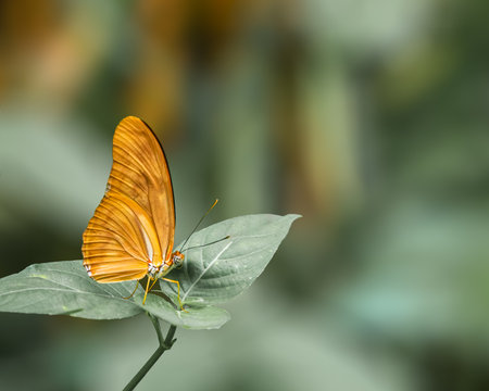 A Julia butterfly resting on a leafの写真素材