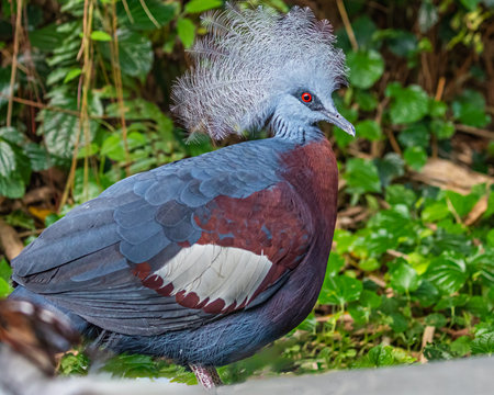 Portrait of a Victoria Crown Pigeonの写真素材