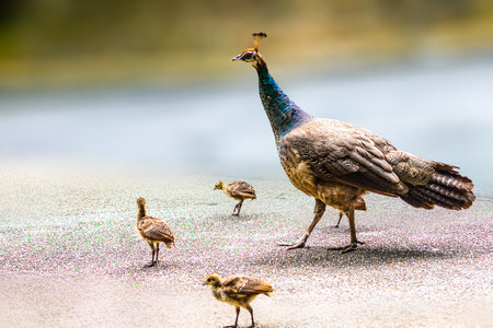A Peahen walking street with three juvenileの写真素材