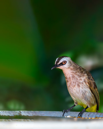 Yellow Vented bulbul sitting on food plateの写真素材